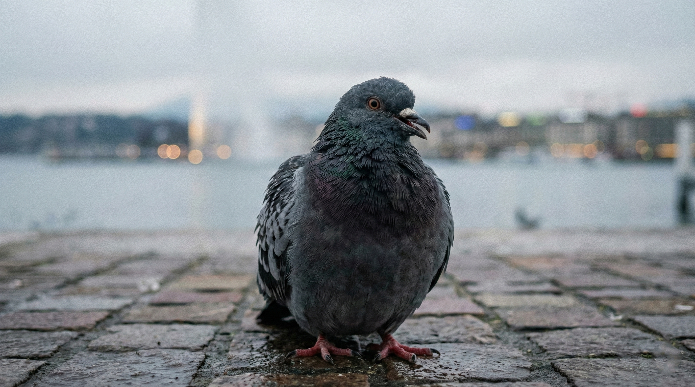 Le regard vide du pigeon : étude qualitative