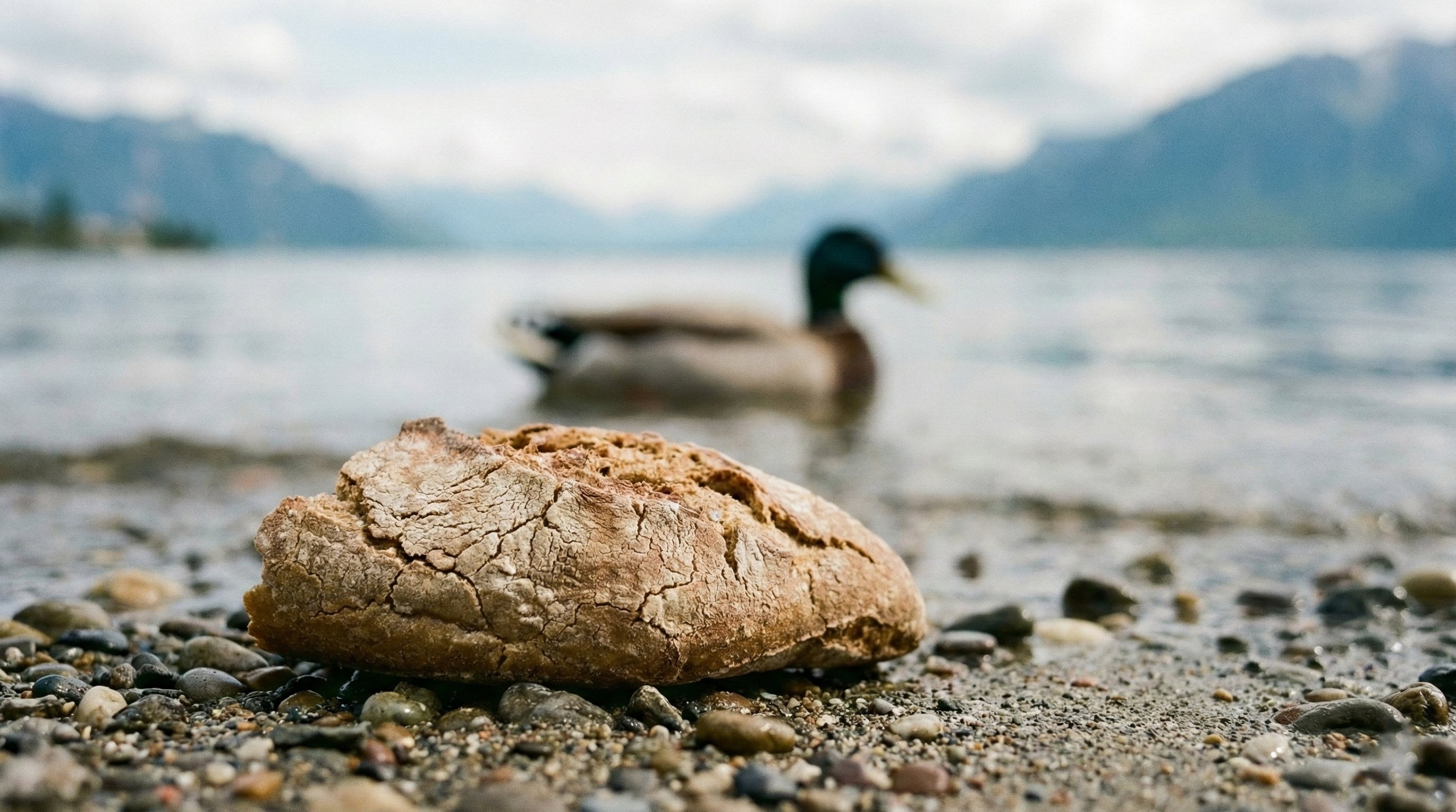 5 vérités sur le pain au bord du lac (la 5ème va vous étonner)